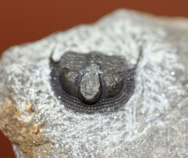 一風変わった三葉虫、オンニア(Onnia sp.)。頭縁部のフリルや頭部から伸びる大きな棘などを存分に観察できる!(その10)
