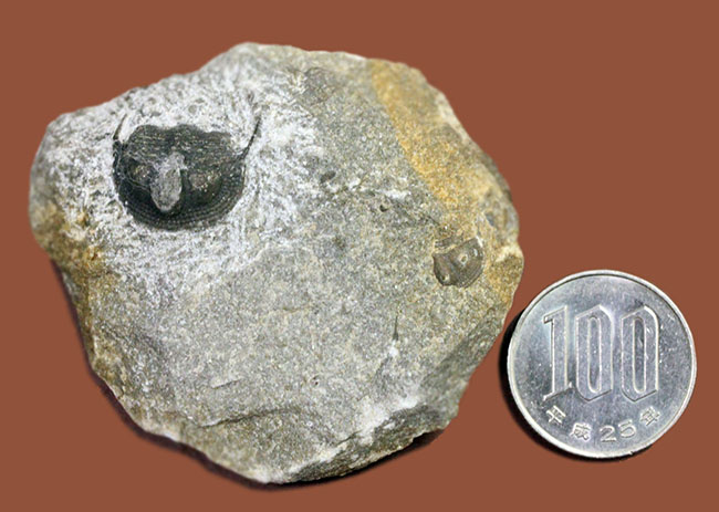 一風変わった三葉虫、オンニア(Onnia sp.)。頭縁部のフリルや頭部から伸びる大きな棘などを存分に観察できる!(その11)