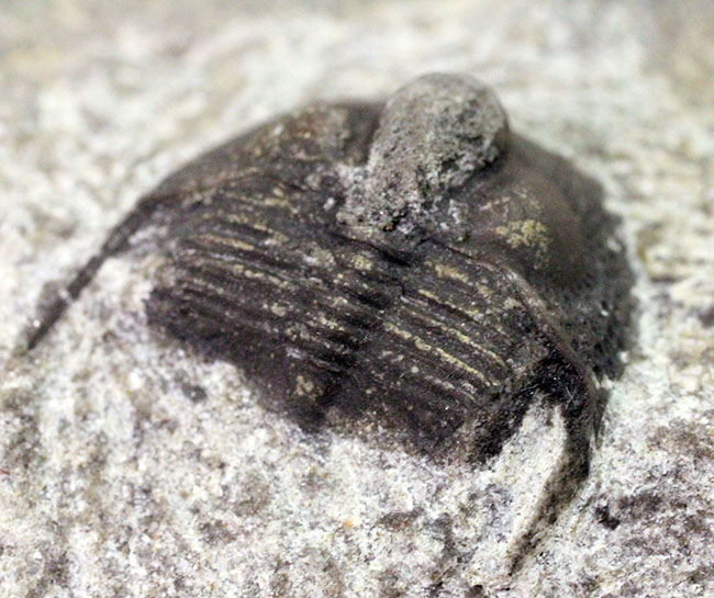一風変わった三葉虫、オンニア(Onnia sp.)。頭縁部のフリルや頭部から伸びる大きな棘などを存分に観察できる!(その3)