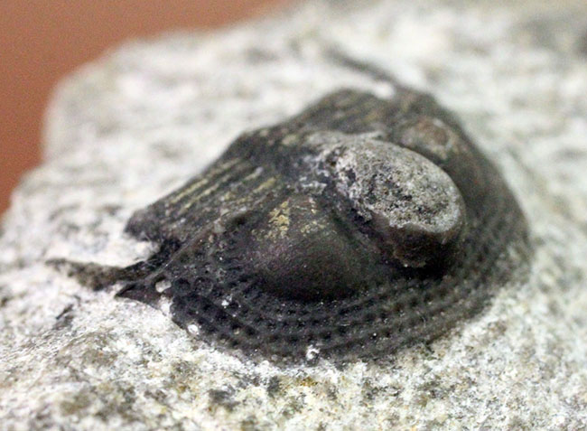 一風変わった三葉虫、オンニア(Onnia sp.)。頭縁部のフリルや頭部から伸びる大きな棘などを存分に観察できる!(その4)