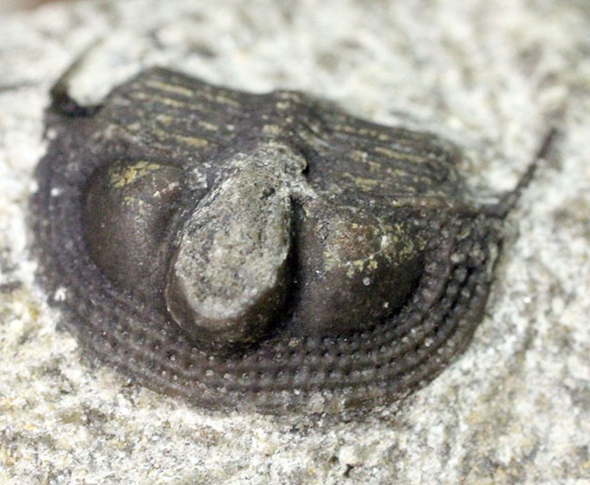 一風変わった三葉虫、オンニア(Onnia sp.)。頭縁部のフリルや頭部から伸びる大きな棘などを存分に観察できる!(その5)