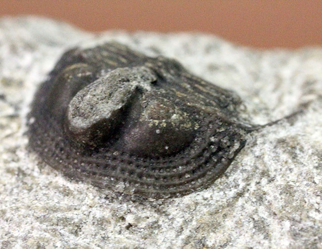 一風変わった三葉虫、オンニア（Onnia sp.）。頭縁部のフリルや頭部から伸びる大きな棘などを存分に観察できる！（その6）