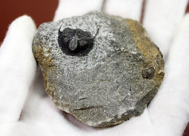 一風変わった三葉虫、オンニア(Onnia sp.)。頭縁部のフリルや頭部から伸びる大きな棘などを存分に観察できる!(その7)