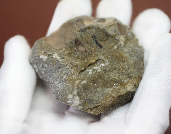 一風変わった三葉虫、オンニア(Onnia sp.)。頭縁部のフリルや頭部から伸びる大きな棘などを存分に観察できる!(その8)