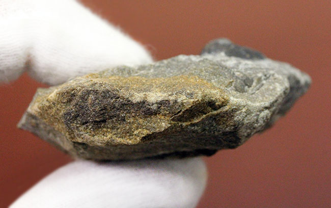 一風変わった三葉虫、オンニア(Onnia sp.)。頭縁部のフリルや頭部から伸びる大きな棘などを存分に観察できる!(その9)