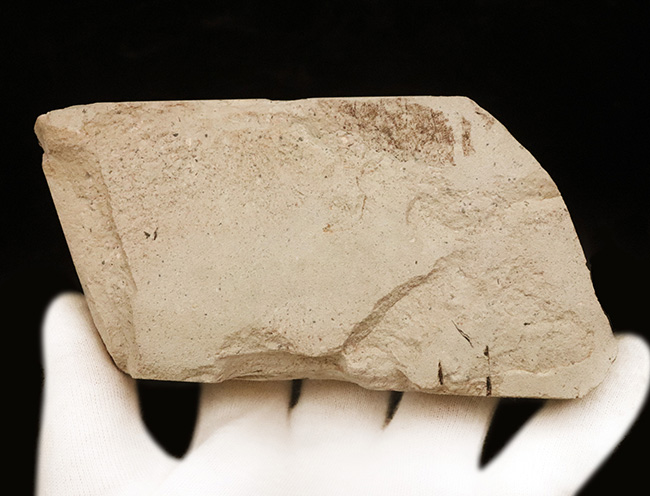 国内化石マニアックシリーズ！神戸層群から採集された、新第三紀