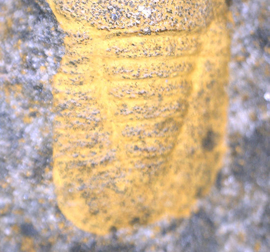 その風変わりな特性ゆえ化石として残ることが非常に珍しい三葉虫キクロピゲ（Cyclopyge sp.）（その13）