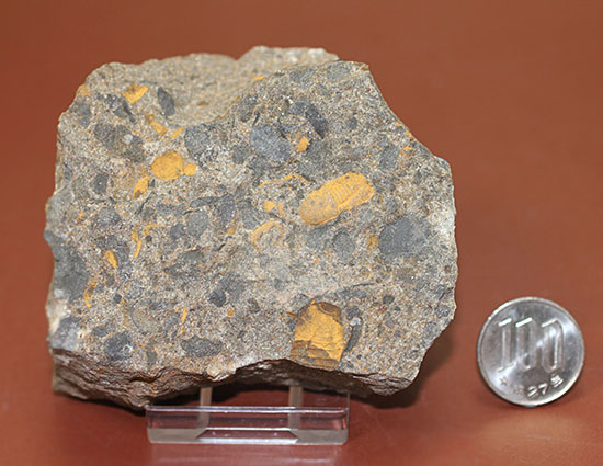 その風変わりな特性ゆえ化石として残ることが非常に珍しい三葉虫キクロピゲ（Cyclopyge sp.）（その14）