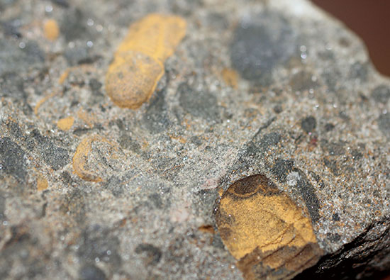 その風変わりな特性ゆえ化石として残ることが非常に珍しい三葉虫キクロピゲ（Cyclopyge sp.）（その5）