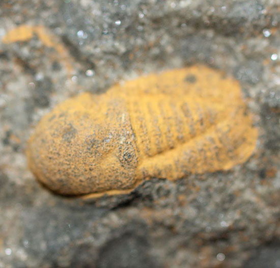 その風変わりな特性ゆえ化石として残ることが非常に珍しい三葉虫キクロピゲ（Cyclopyge sp.）（その6）