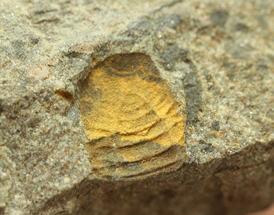 その風変わりな特性ゆえ化石として残ることが非常に珍しい三葉虫キクロピゲ（Cyclopyge sp.）（その7）