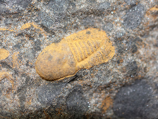 その風変わりな特性ゆえ化石として残ることが非常に珍しい三葉虫キクロピゲ（Cyclopyge sp.）（その9）