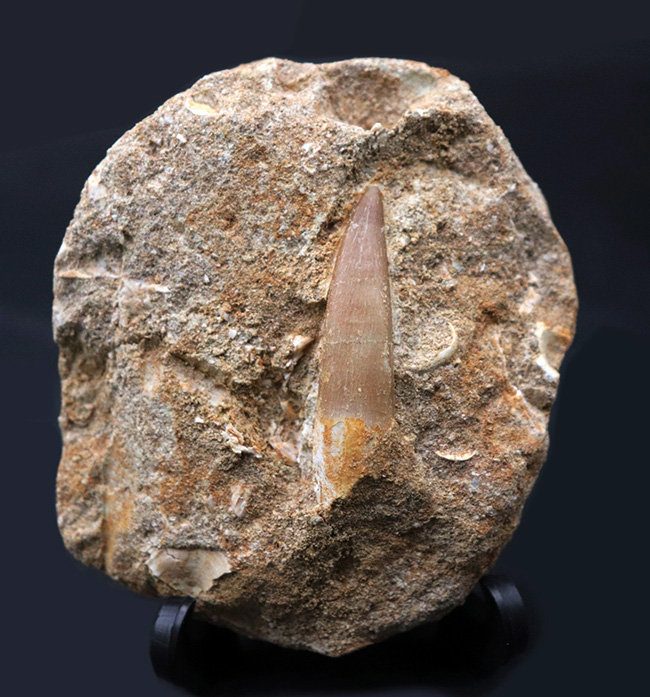 白亜紀の首長竜、エラスモサウルス(Elasmosaurus)の母岩付きの歯化石(その1)