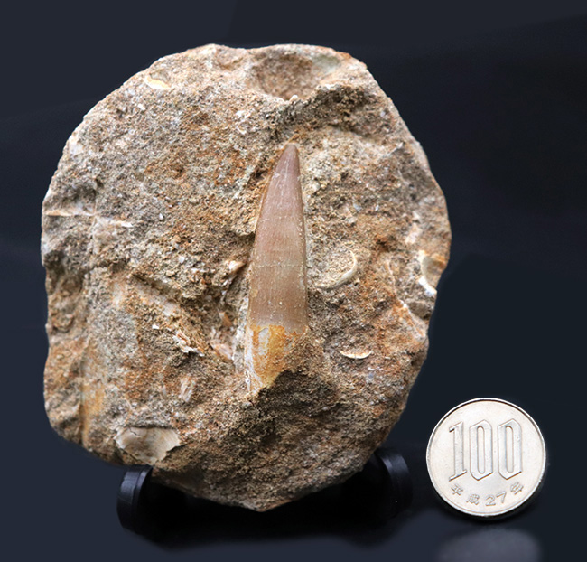白亜紀の首長竜、エラスモサウルス(Elasmosaurus)の母岩付きの歯化石(その10)