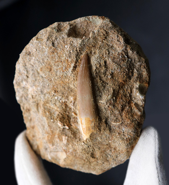 白亜紀の首長竜、エラスモサウルス(Elasmosaurus)の母岩付きの歯化石(その2)