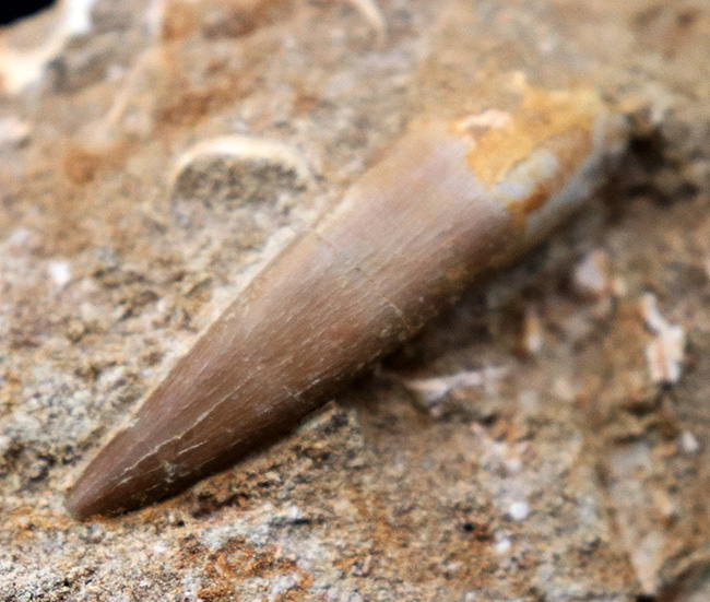 白亜紀の首長竜、エラスモサウルス(Elasmosaurus)の母岩付きの歯化石(その3)