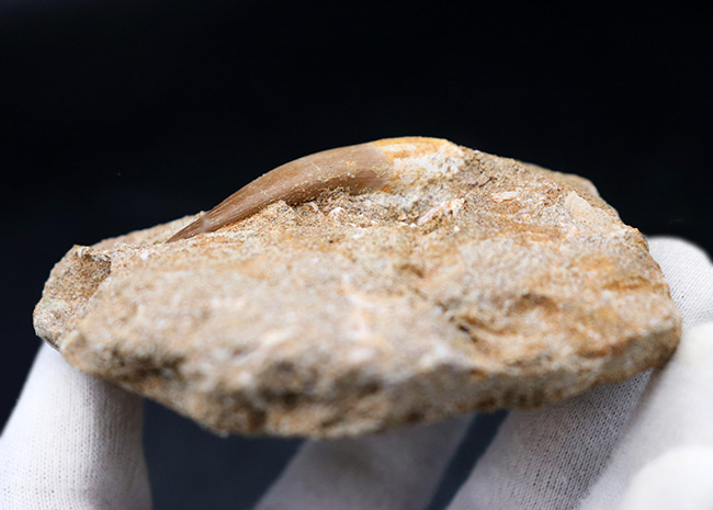 白亜紀の首長竜、エラスモサウルス(Elasmosaurus)の母岩付きの歯化石(その4)