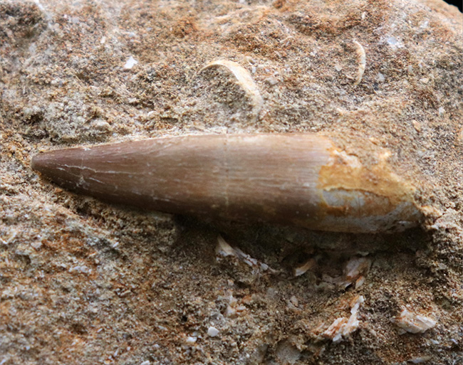 白亜紀の首長竜、エラスモサウルス(Elasmosaurus)の母岩付きの歯化石(その6)