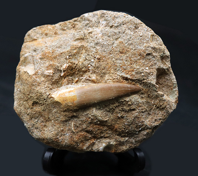 白亜紀の首長竜、エラスモサウルス(Elasmosaurus)の母岩付きの歯化石(その8)