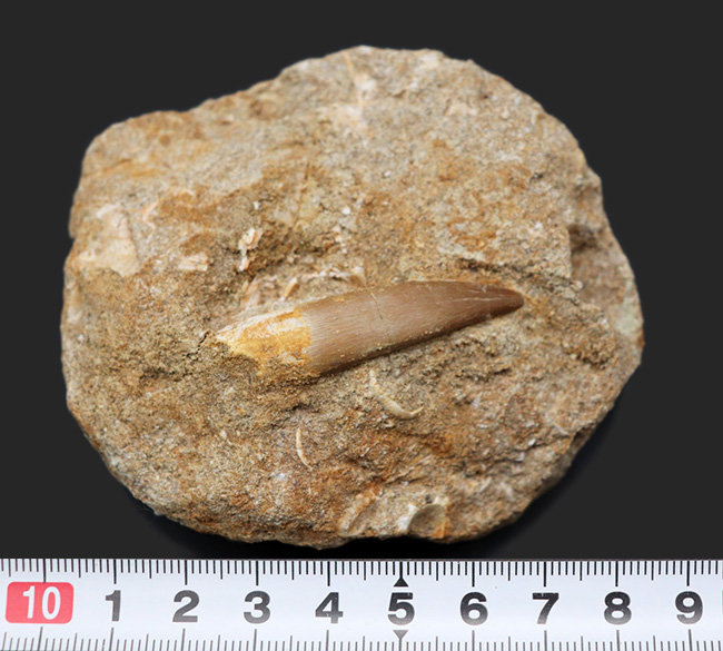 白亜紀の首長竜、エラスモサウルス(Elasmosaurus)の母岩付きの歯化石(その9)