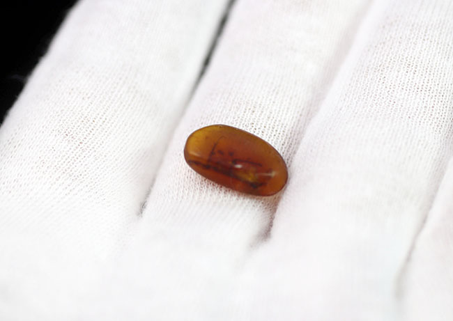 棘のある足や翅脈のある羽まではっきり見える!希少なビルマ琥珀、ゴキブリ類の虫が内包されたアンバー(Amber)(その4)