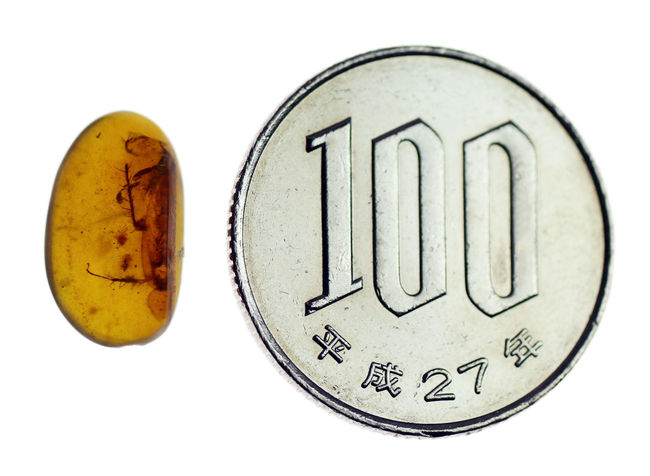 棘のある足や翅脈のある羽まではっきり見える!希少なビルマ琥珀、ゴキブリ類の虫が内包されたアンバー(Amber)(その7)