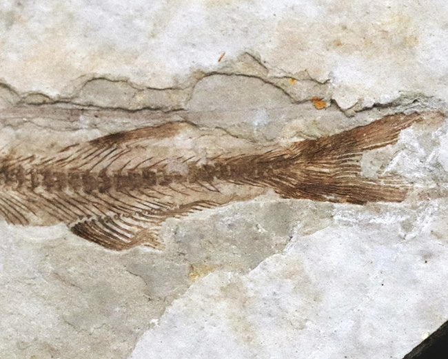 中国遼寧省、熱河生物群から採集された白亜紀の絶滅淡水魚、リコプテラ