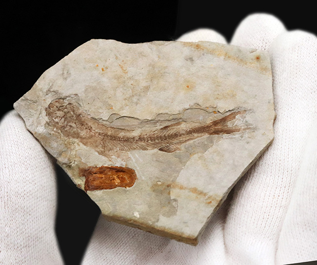 中国遼寧省、熱河生物群から採集された白亜紀の絶滅淡水魚、リコプテラ