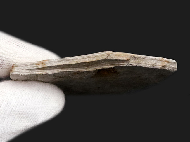 中国遼寧省、熱河生物群から採集された白亜紀の絶滅淡水魚、リコプテラ