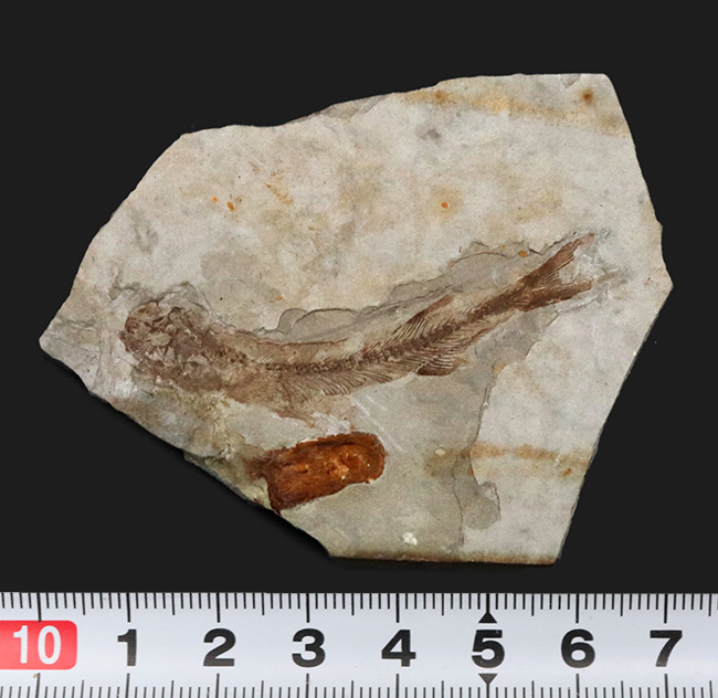 中国遼寧省、熱河生物群から採集された白亜紀の絶滅淡水魚、リコプテラ