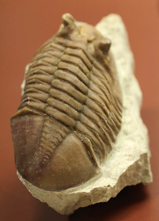 ロシア産三葉虫ネオアサフス・コルヌトゥス(Neoasaphus cornutus)(その1)