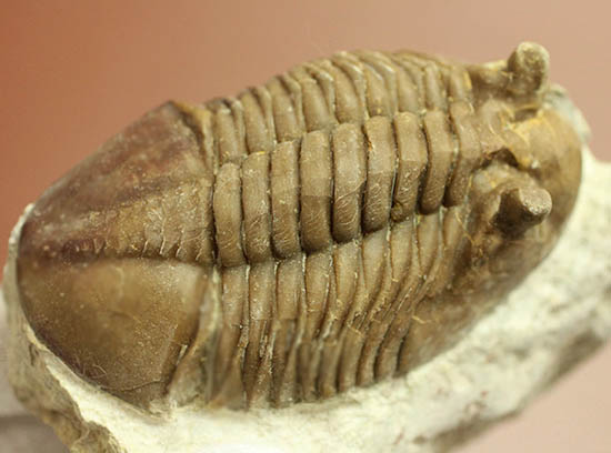 ロシア産三葉虫ネオアサフス・コルヌトゥス(Neoasaphus cornutus)(その10)