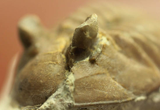ロシア産三葉虫ネオアサフス・コルヌトゥス(Neoasaphus cornutus)(その11)