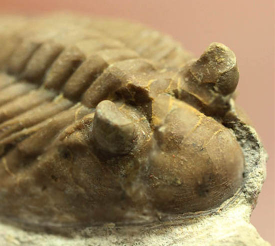 ロシア産三葉虫ネオアサフス・コルヌトゥス(Neoasaphus cornutus)(その12)