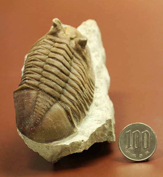 ロシア産三葉虫ネオアサフス・コルヌトゥス(Neoasaphus cornutus)(その13)