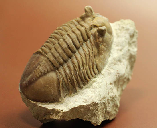 ロシア産三葉虫ネオアサフス・コルヌトゥス(Neoasaphus cornutus)(その2)