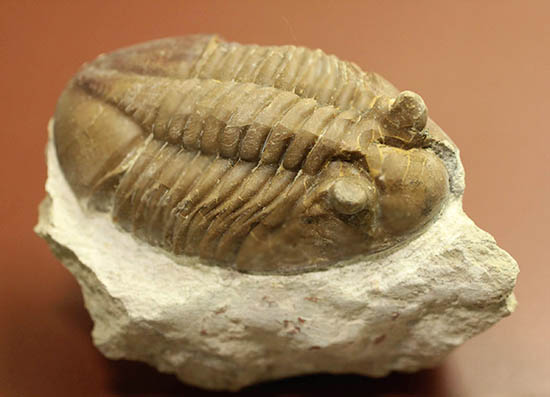 ロシア産三葉虫ネオアサフス・コルヌトゥス(Neoasaphus cornutus)(その3)