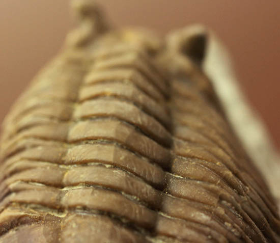 ロシア産三葉虫ネオアサフス・コルヌトゥス(Neoasaphus cornutus)(その4)