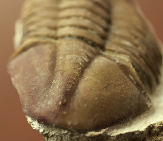 ロシア産三葉虫ネオアサフス・コルヌトゥス(Neoasaphus cornutus)(その6)