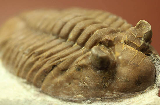 ロシア産三葉虫ネオアサフス・コルヌトゥス(Neoasaphus cornutus)(その7)