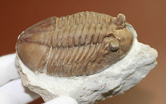 ロシア産三葉虫ネオアサフス・コルヌトゥス(Neoasaphus cornutus)(その8)