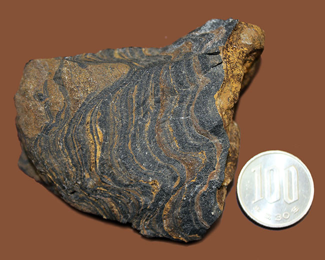 ナチュラルな味わい、縞状層を確認できるボリビア産ストロマトライトの原石（その10）
