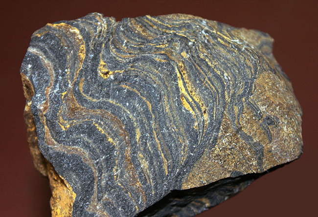 ナチュラルな味わい、縞状層を確認できるボリビア産ストロマトライトの原石（その5）