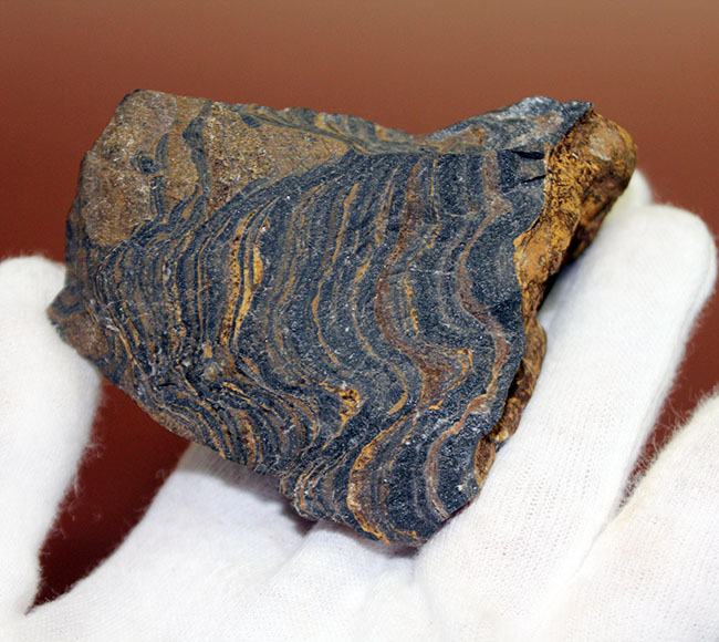 ナチュラルな味わい、縞状層を確認できるボリビア産ストロマトライトの原石（その6）