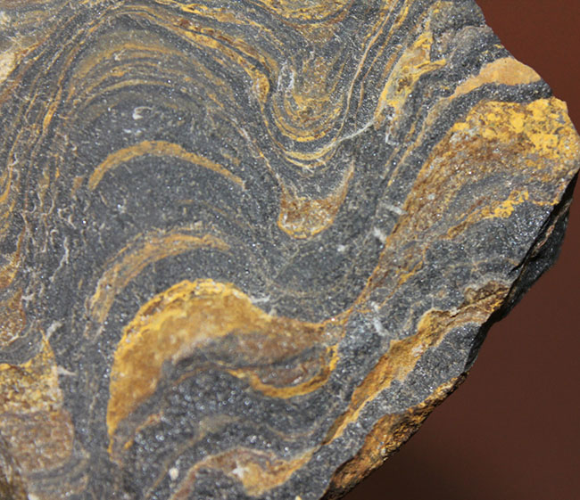 ナチュラルな味わい、縞状層を確認できるボリビア産ストロマトライトの原石（その8）