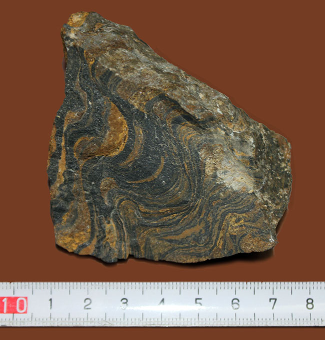 ナチュラルな味わい、縞状層を確認できるボリビア産ストロマトライトの原石（その9）