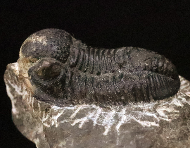モロッコ・デボン紀の地層から採集された、愛らしい三葉虫、ゲラストス (Gerastos) の化石（その1）