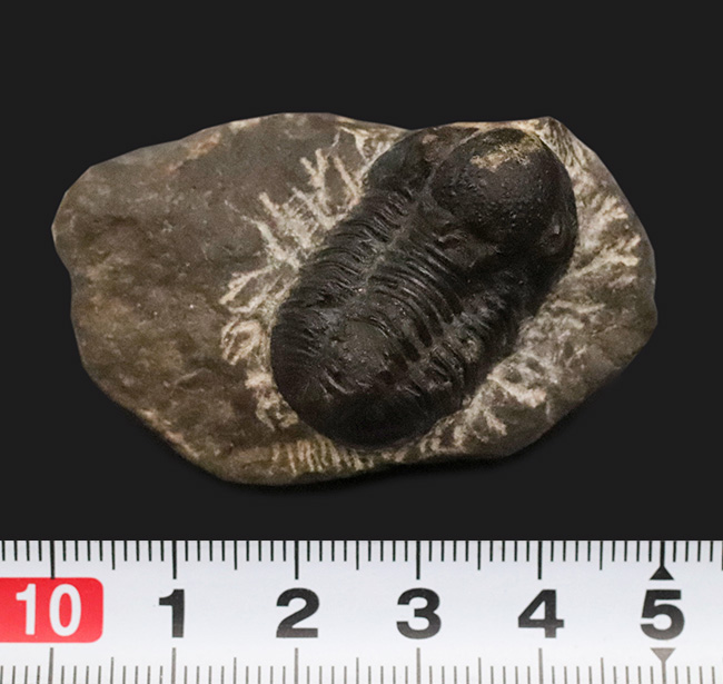 モロッコ・デボン紀の地層から採集された、愛らしい三葉虫、ゲラストス (Gerastos) の化石（その10）