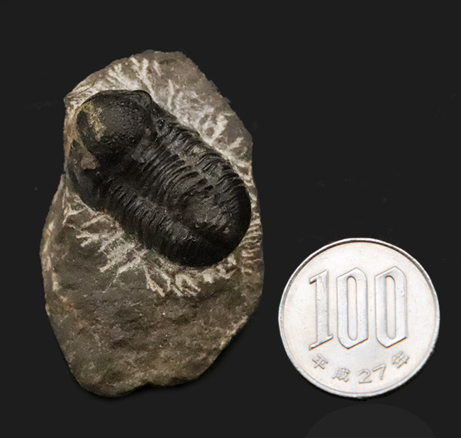 モロッコ・デボン紀の地層から採集された、愛らしい三葉虫、ゲラストス (Gerastos) の化石（その11）