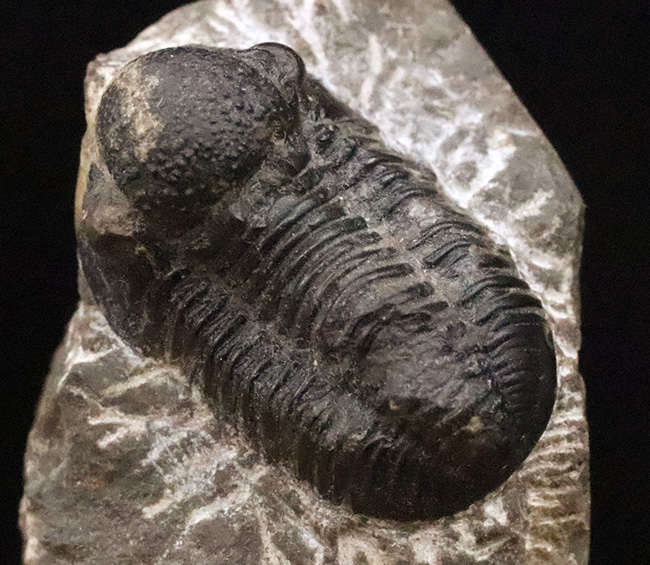 モロッコ・デボン紀の地層から採集された、愛らしい三葉虫、ゲラストス (Gerastos) の化石（その2）